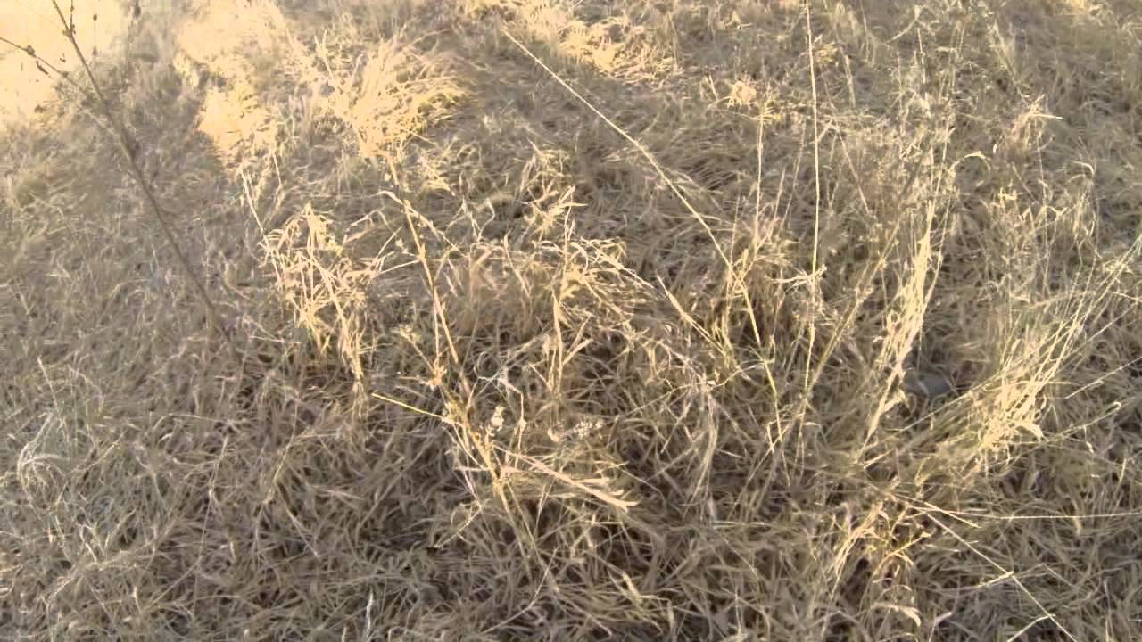 pheasant flush