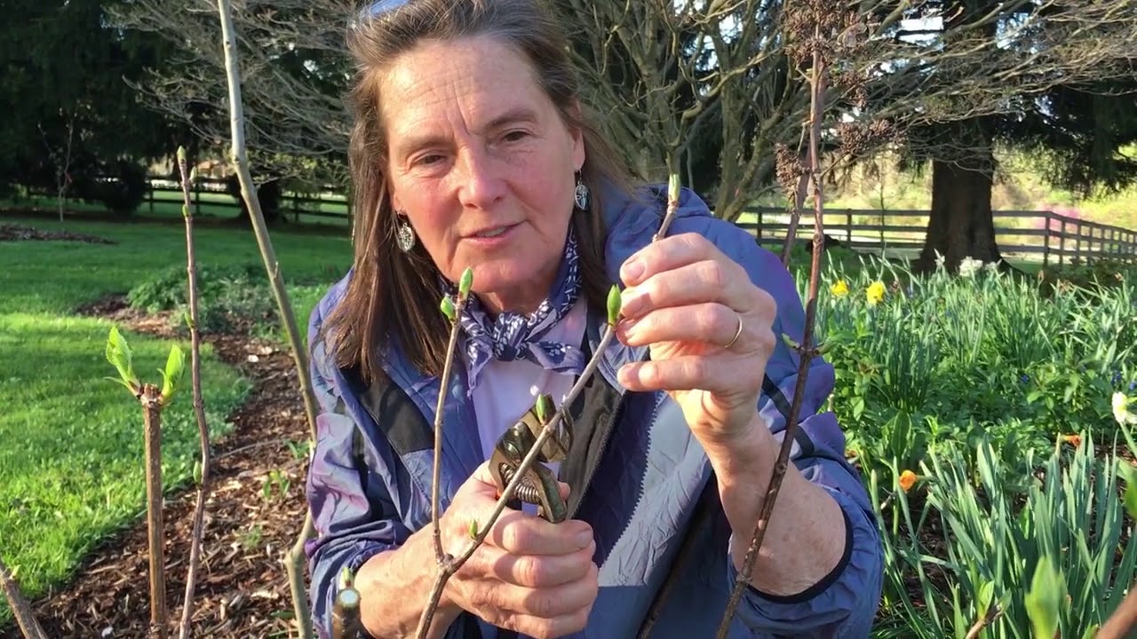 Pruning Hydrangea paniculata