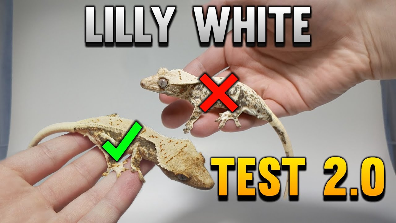 How To Tell If Your Crested Gecko Is A Lilly White! 2022