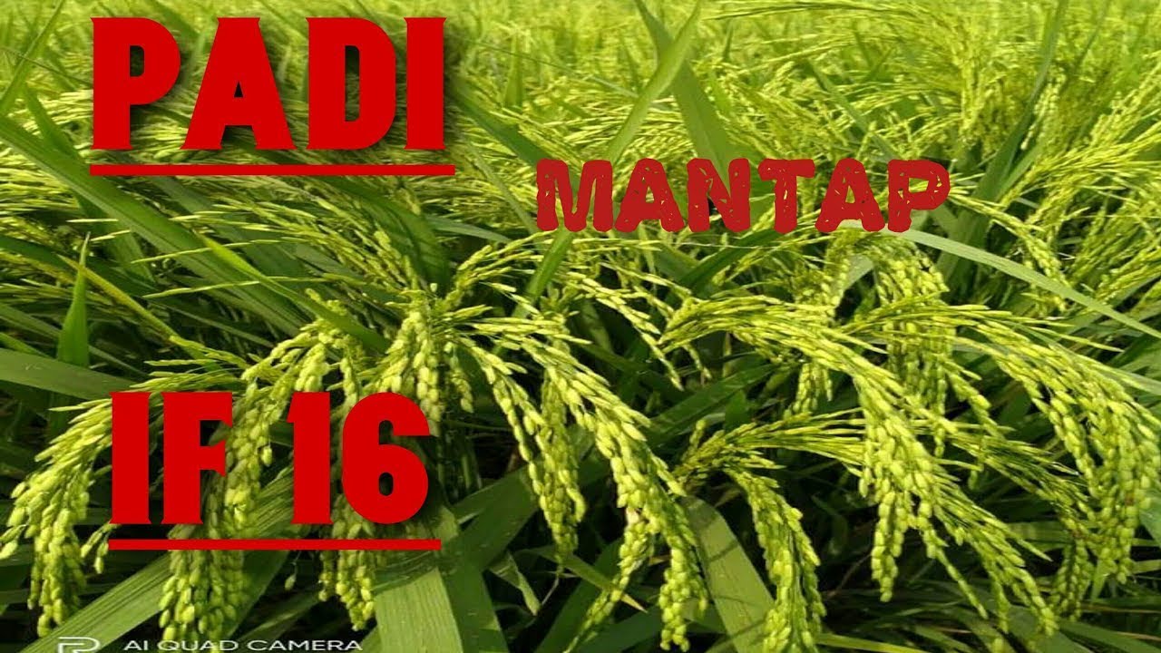 PADI UNGGUL ISTIMEWA BOLO IF 16