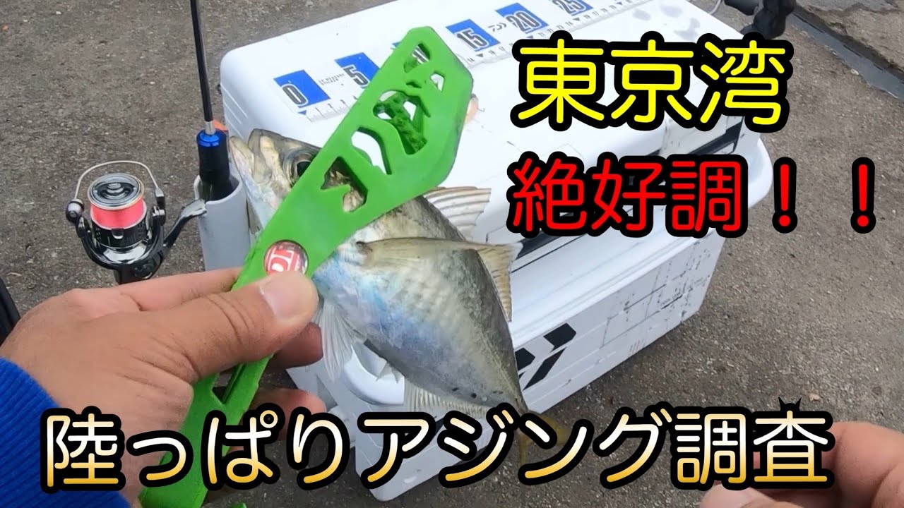 内房アジング絶好調！秋の良型入れ食い！