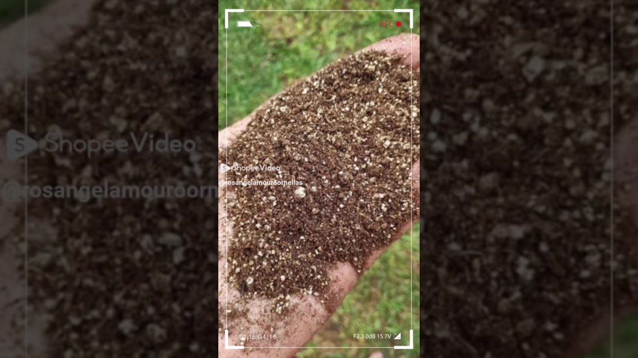 Substrato Carolina Soil #Substrato #plantas  