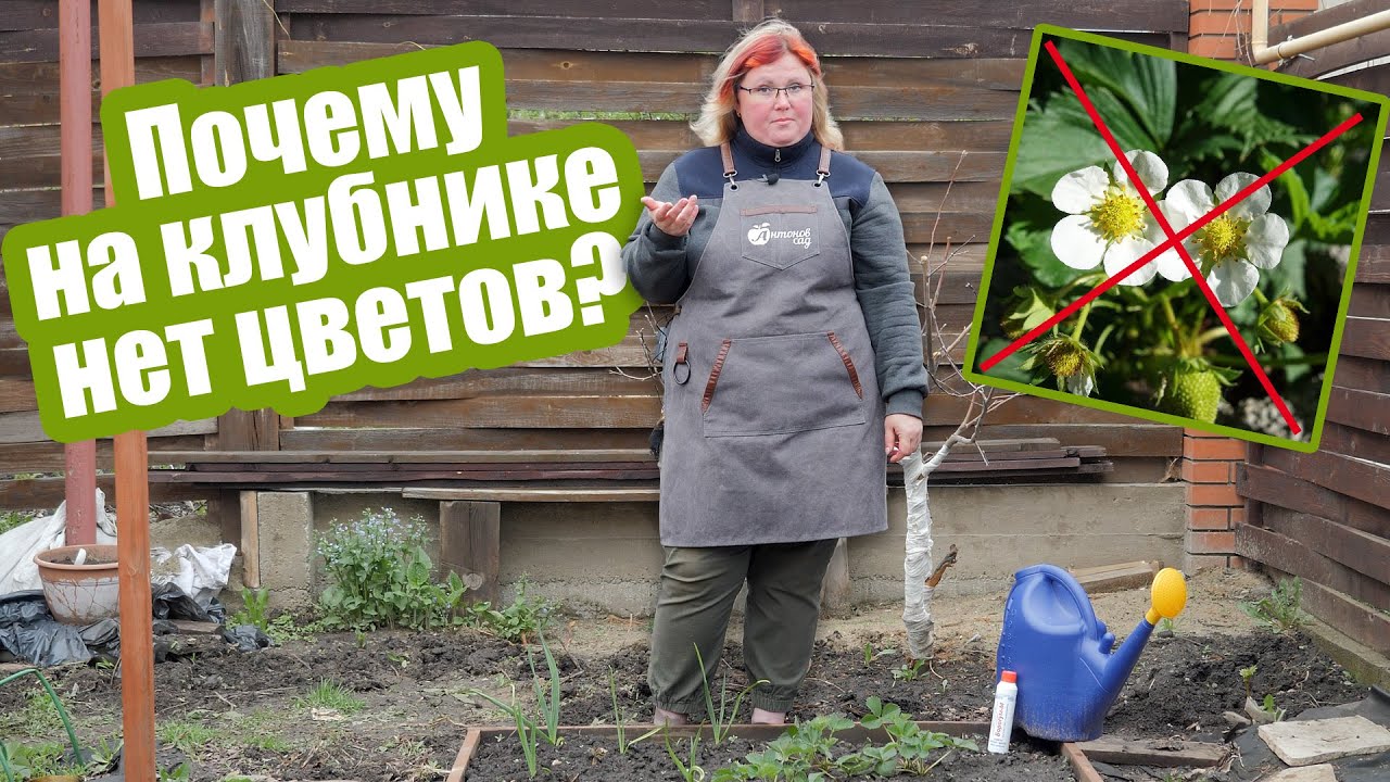 Сделайте ТАК, если земляника не цветет!