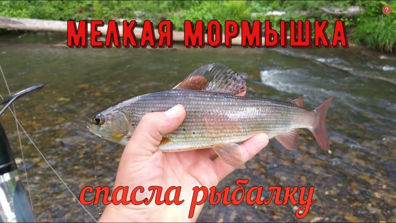 ХАРИУС НА МОРМЫШКУ (мушку) С ПОПЛАВКОМ ПО РЕЧКЕ. СПАС ОТ ПИЯВКИ???