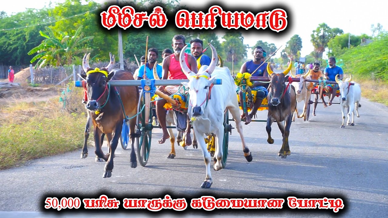 நடுமாடு-மீமிசல்-பந்தயம்_20-09-2023