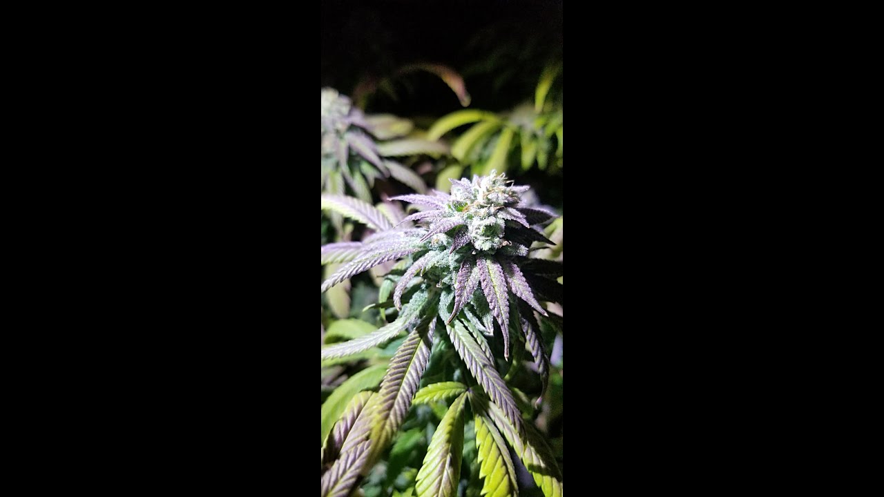 JUICY Harvest Results | Blueberry Headband | Curing Notes