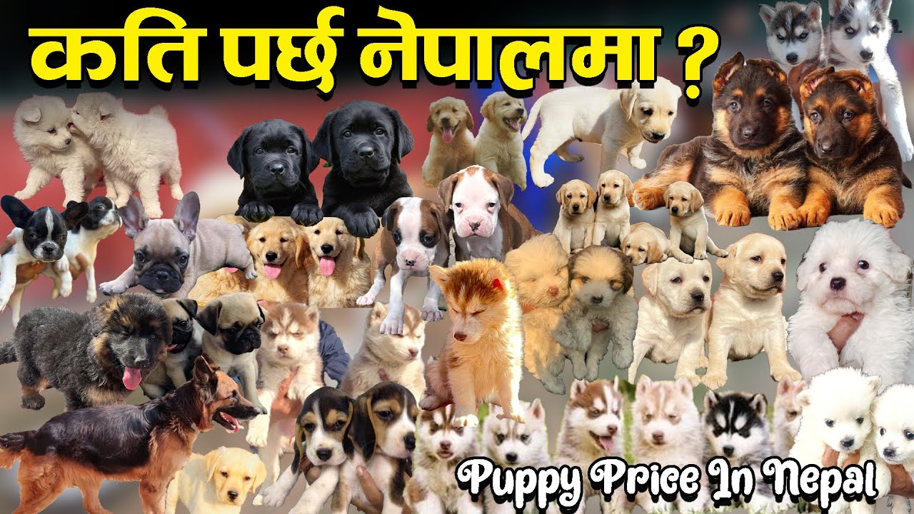 All Kind Of Dog Price In Nepal 2023 || नेपालमा पाइने कुकुरहरुबारे सम्पूर्ण जानकारी || Royal Kennel |