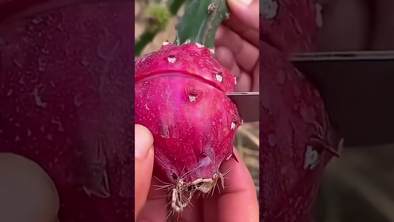 Enjoy Beautiful Natural Nature 
