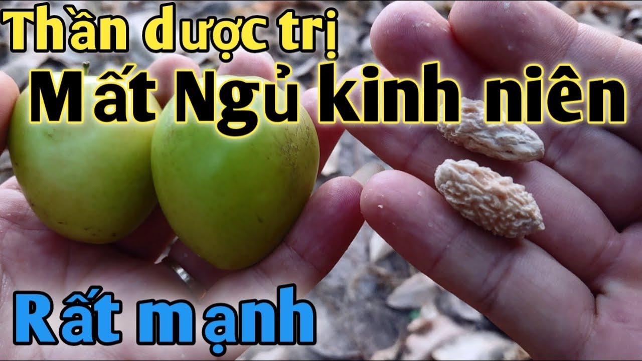 Bài thuốc trị Mất Ngủ Kinh Niên.PHAN HẢI Channel