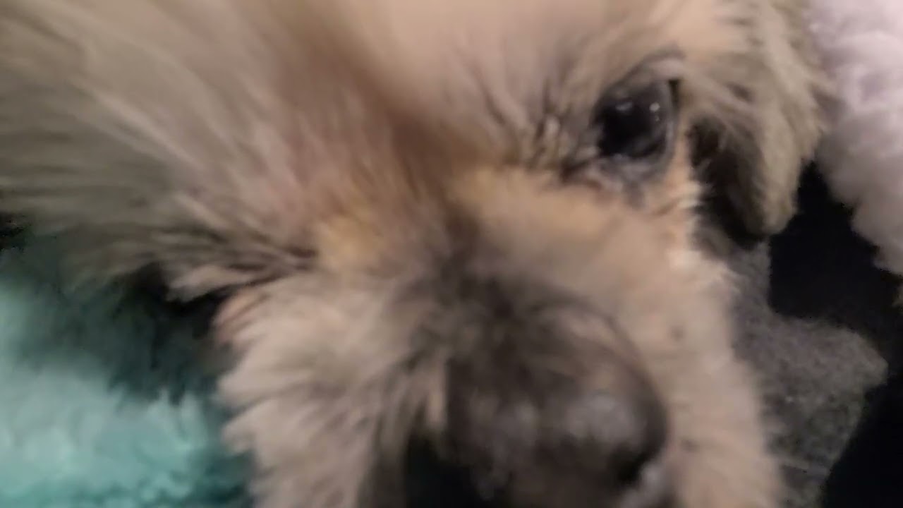 Ms pie snores (loud) part 2