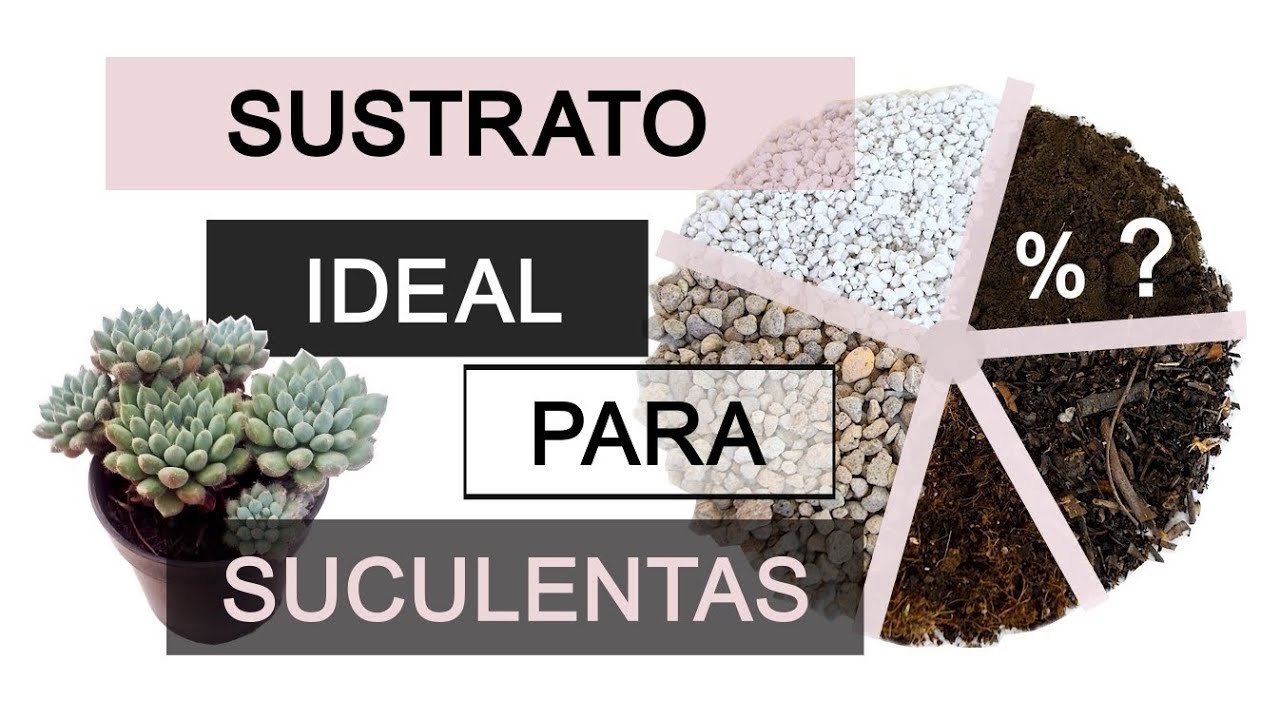 SUSTRATO ideal  para PLANTAS SUCULENTAS 🥇✅  | Explicación Detallada 🔬