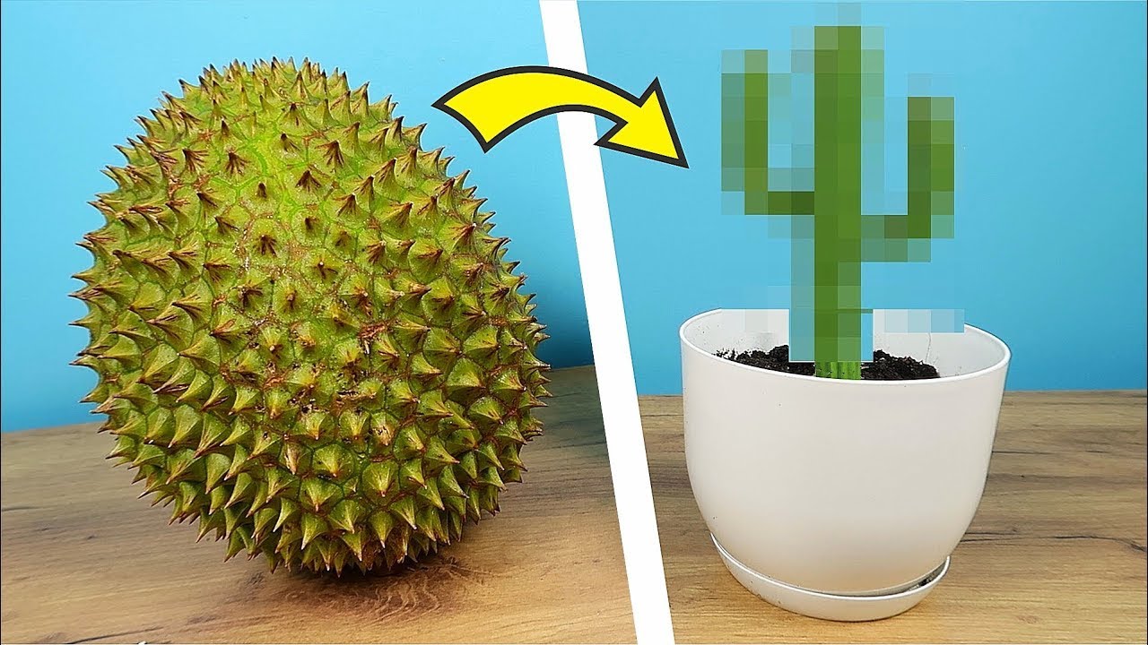 ¡PLANTÉ una SEMILLA de DURIAN y esto fue lo que salió!