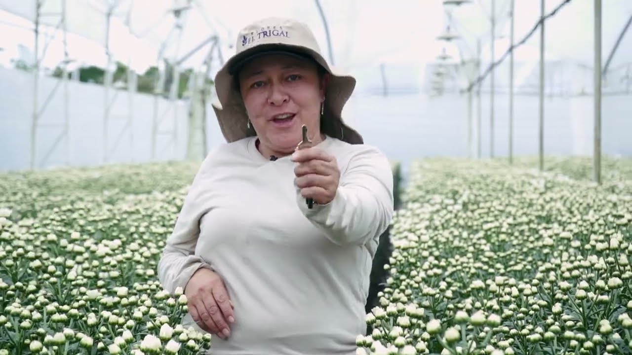 VIDEO INSTITUCIONAL FLORES EL TRIGAL