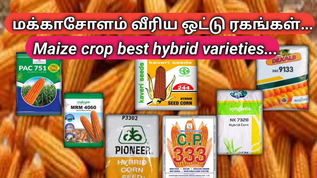 அதிக மகசூல் தரும் வீரிய மக்காசோளம் ரகங்கள் | Hybrid maize varieties |Agrirajesh | Vivasaya pokkisham