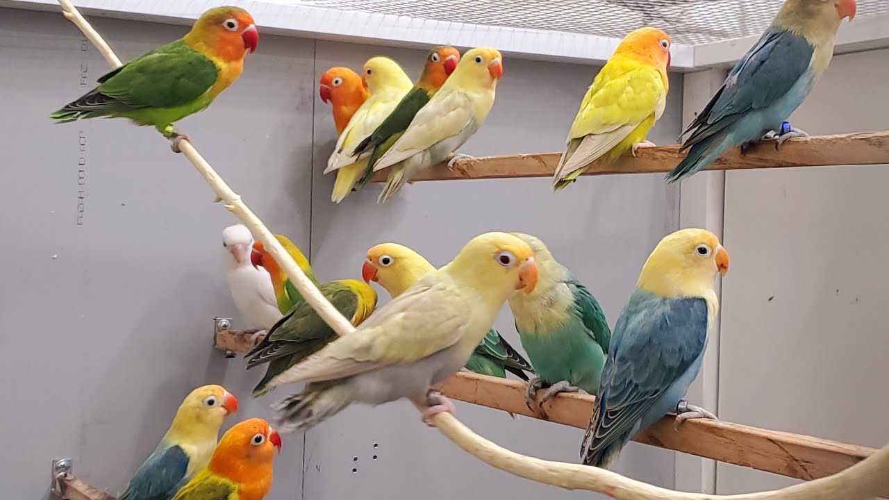 Agapornis sounds video make happy lovebirds 