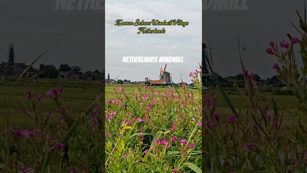 NETHERLANDS || Uitzichttoren Zaanse Schans Windmill village #netherlands #windmill #europe #travel