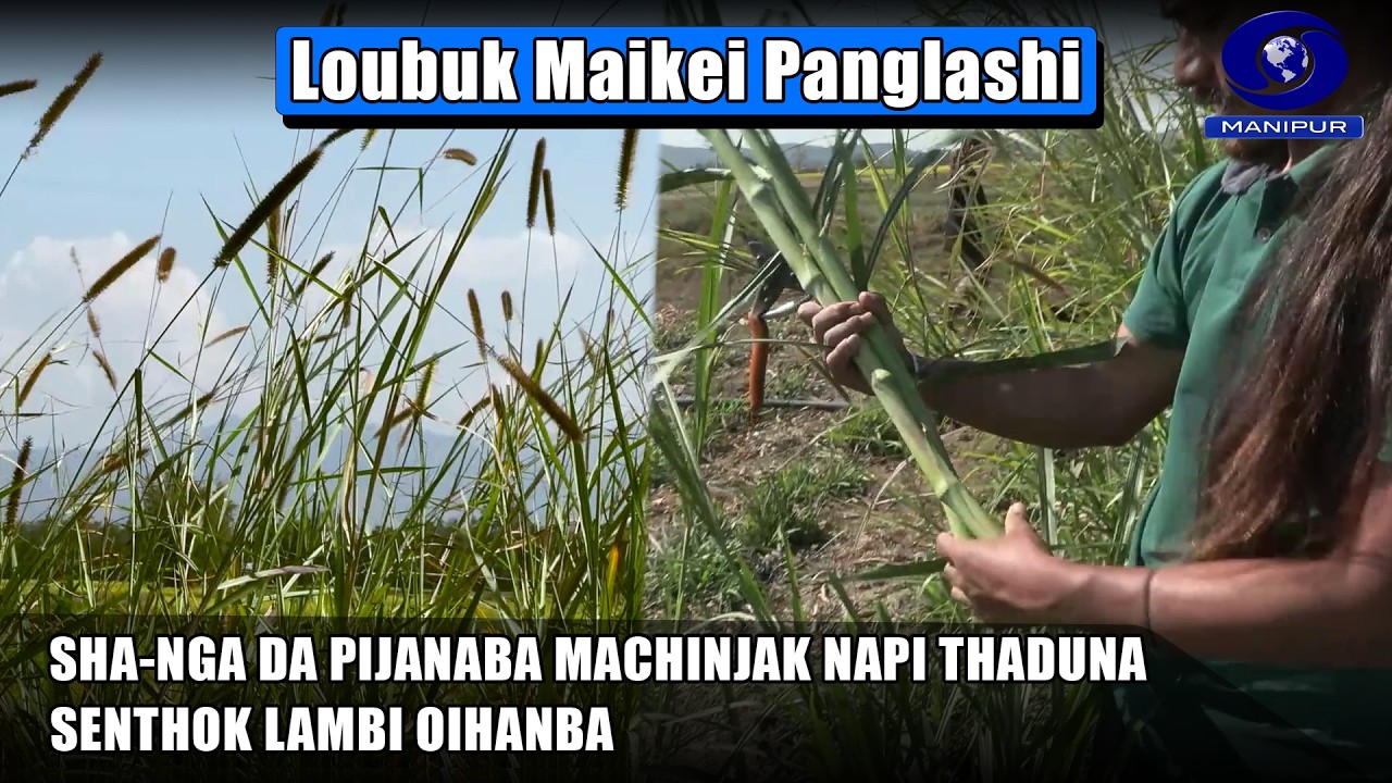 Loubuk Maikei Panglashi | Sha-Nga Da Pijanaba Machinjak Napi Thaduna Senthok Lambi Oihanba
