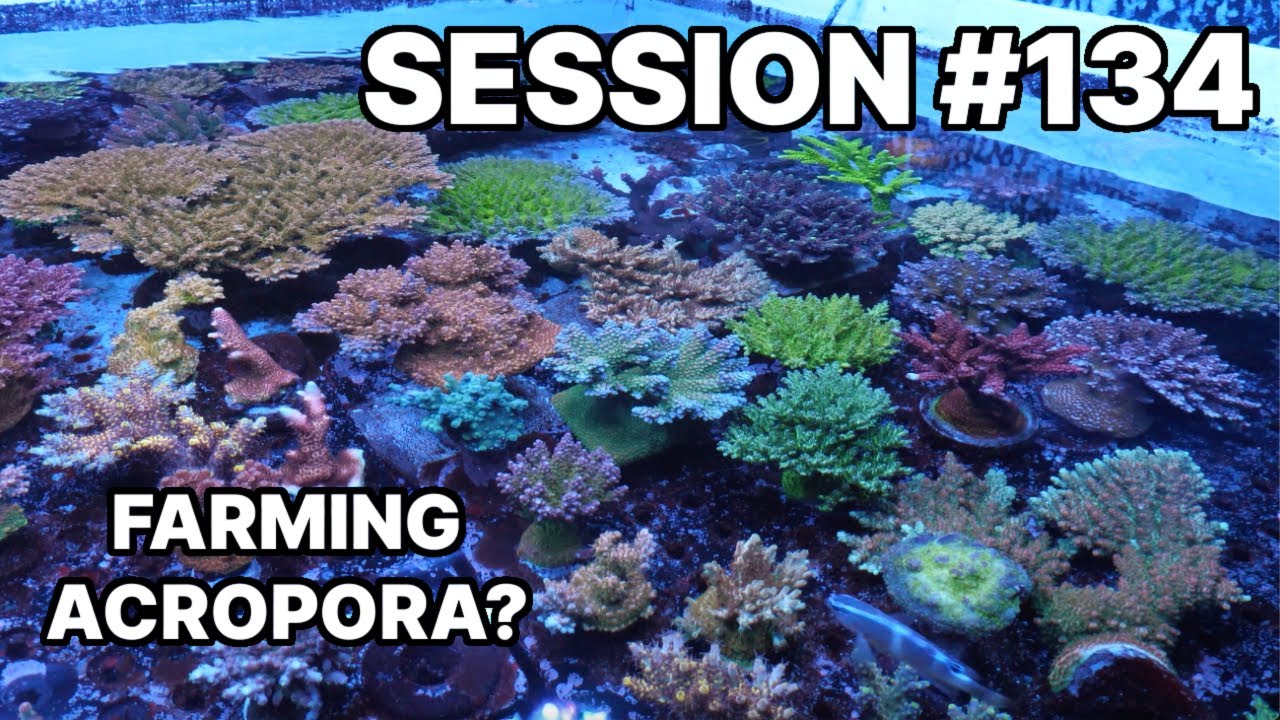 Acropora Farm Tour, Shop Talk, & What's The Best Lineaged Holy Grail Torch?