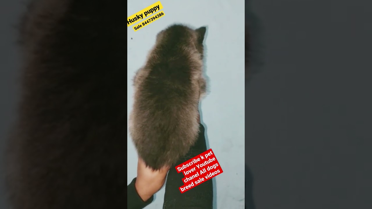 Husky puppy sale top quality 