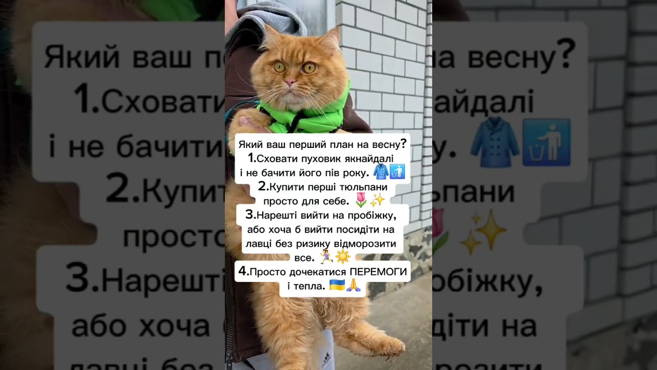 Плани #гуморукраїна #весна #веселівідео #кітблогер #котикиприколи #жартиукраїнською #catlovers