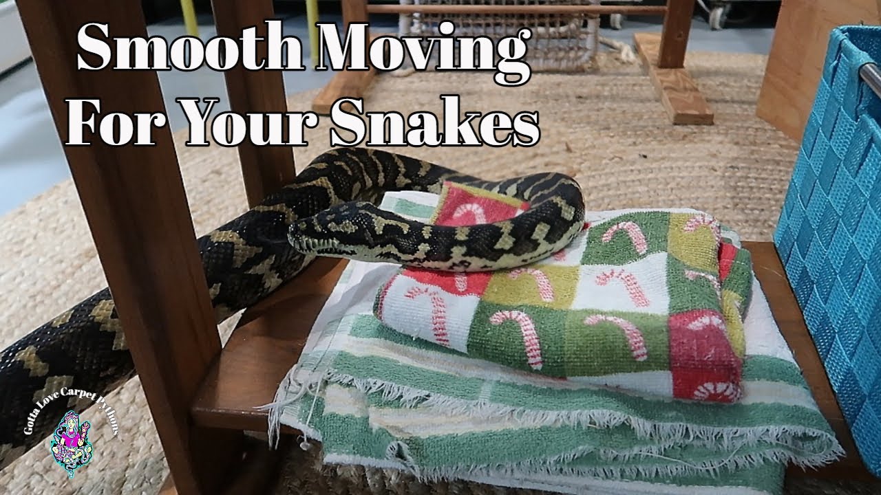 Big Move For Snakes How l Did It