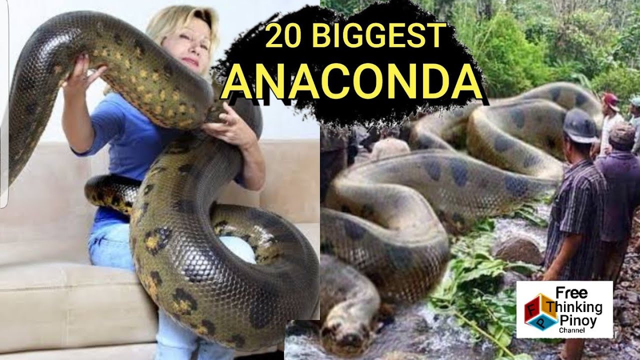 20 PINAKA MALAKING ANACONDA NA NAKUNAN NG VIDEO | Largest Anaconda Snake Caught on Video
