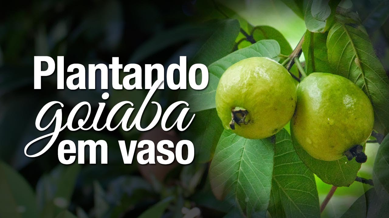 Como plantar Goiaba em Vaso - Passo a passo