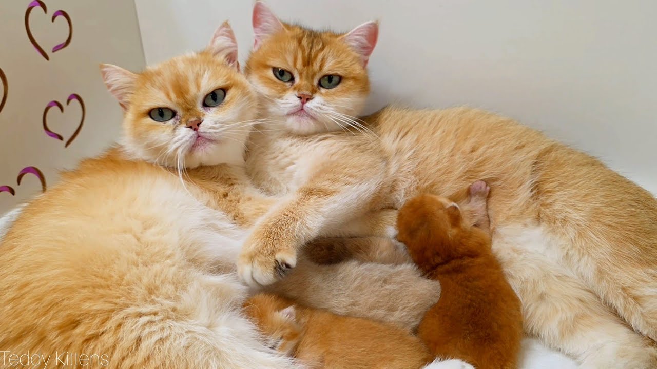 Four Adorable Kittens Getting Milk From Their Caring Mother Cats 🐾
