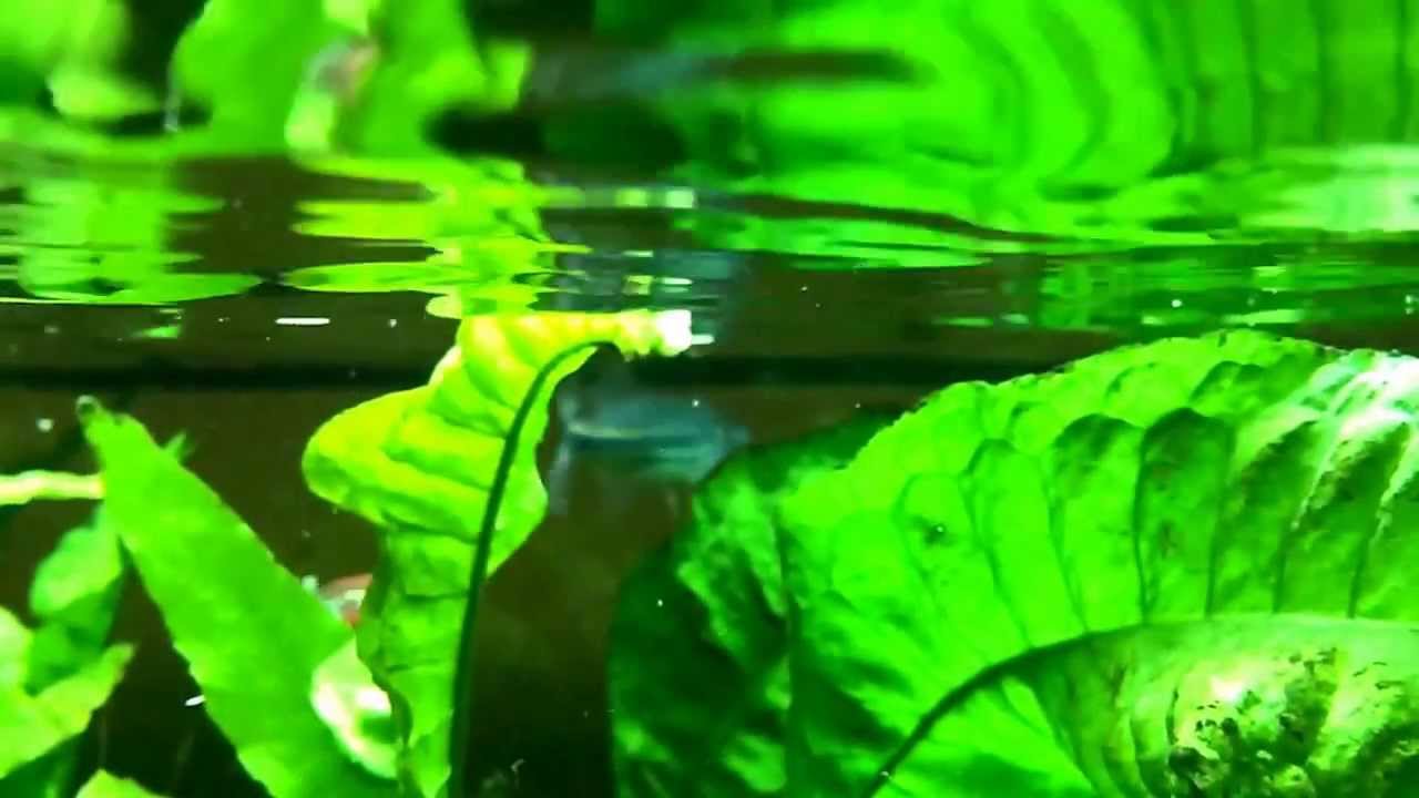 Slow motion fish feeding frenzy - giant danios, gouramis, and zebra danios