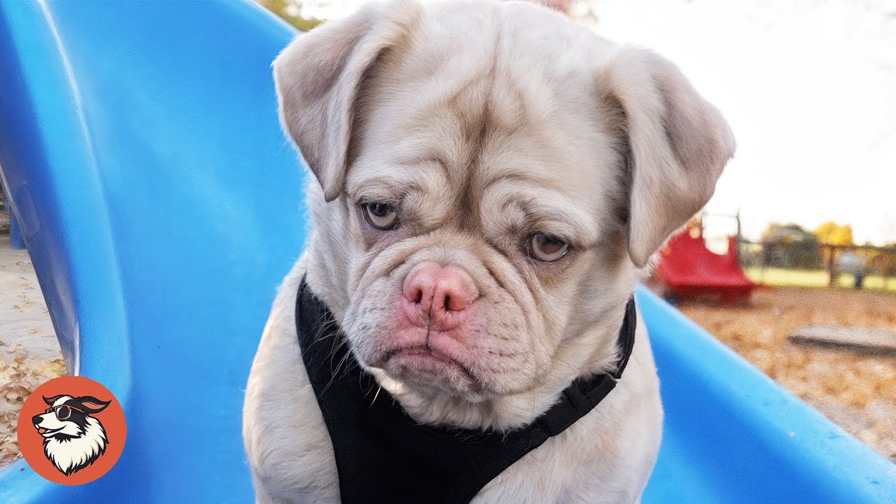 Nobody Wanted Mister Cornelius - Until One Family Saw How Special He Really Is