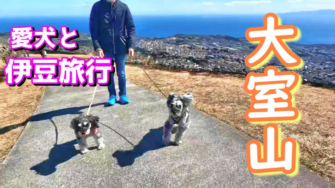愛犬と念願の大室山リフト！ [犬とお出かけ][伊東マリンタウン][伊豆][シュナウザー][schnauzer]