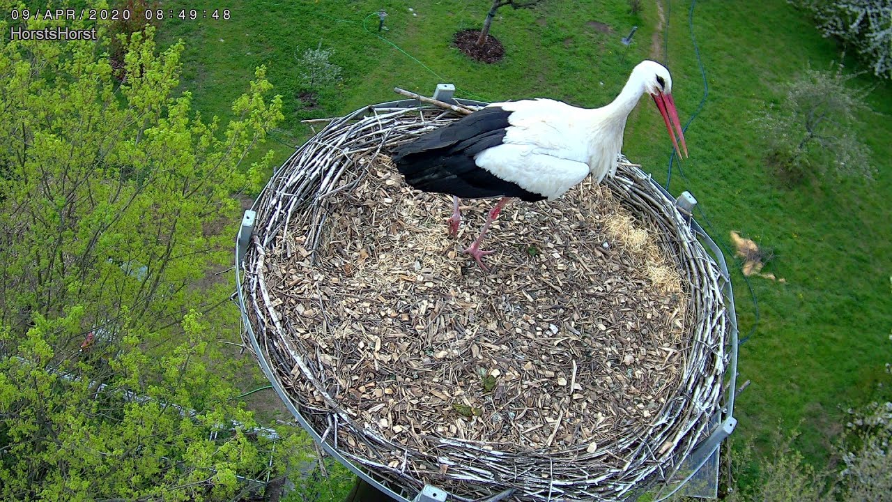 2020 04 09 Storch fängt an zu bauen