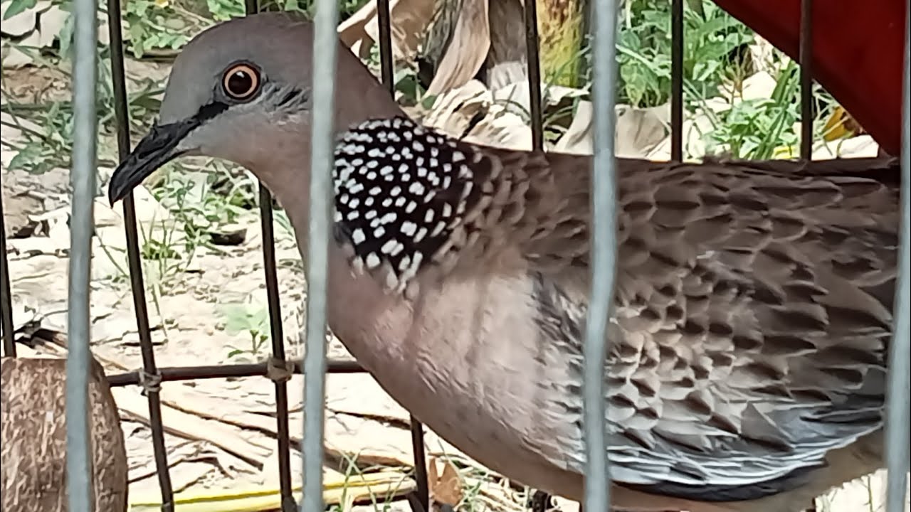 Birds trap វិធីសាស្ត្រ ធ្វេីឲលលកព្រៃ(ឈ្លេីយ)ឆាប់សាង