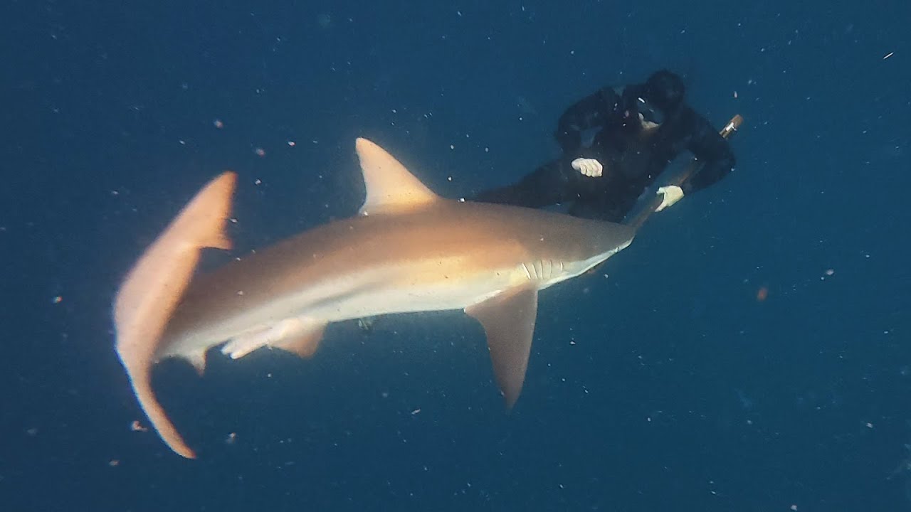 Sharks & Spearfishing in NZ - Q&A