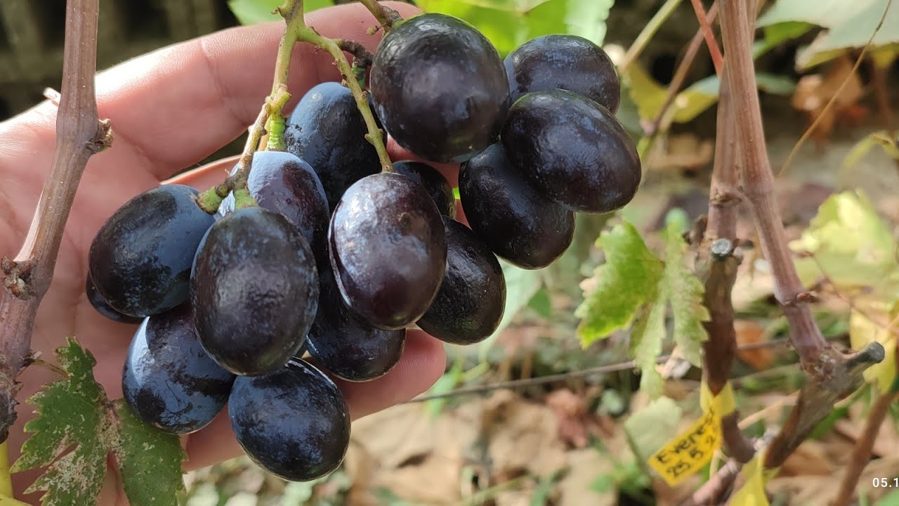 🍇Everest și Kneaz Trubețkoi 🍇