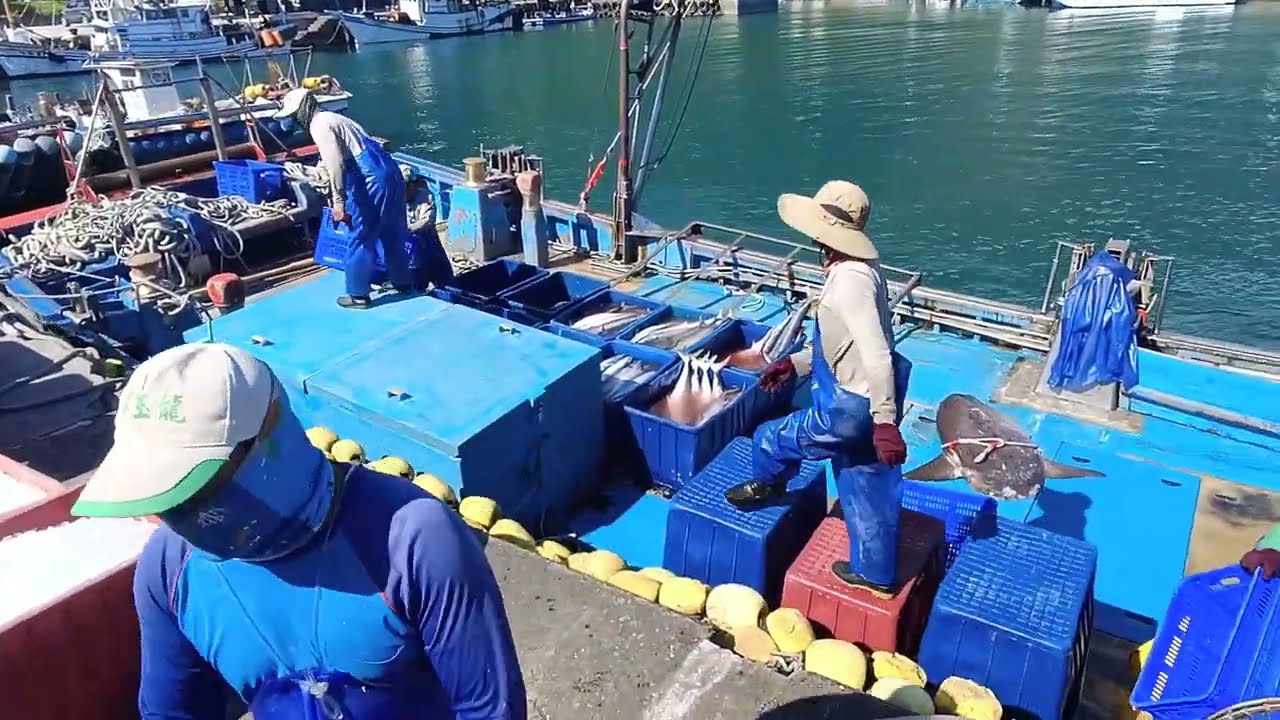 漁港上演「土魠魚海嘯」！定置漁場一夜捕獲數噸「海中和牛」，船長也瘋了 朝陽漁港 定置漁場 fresh fish 4