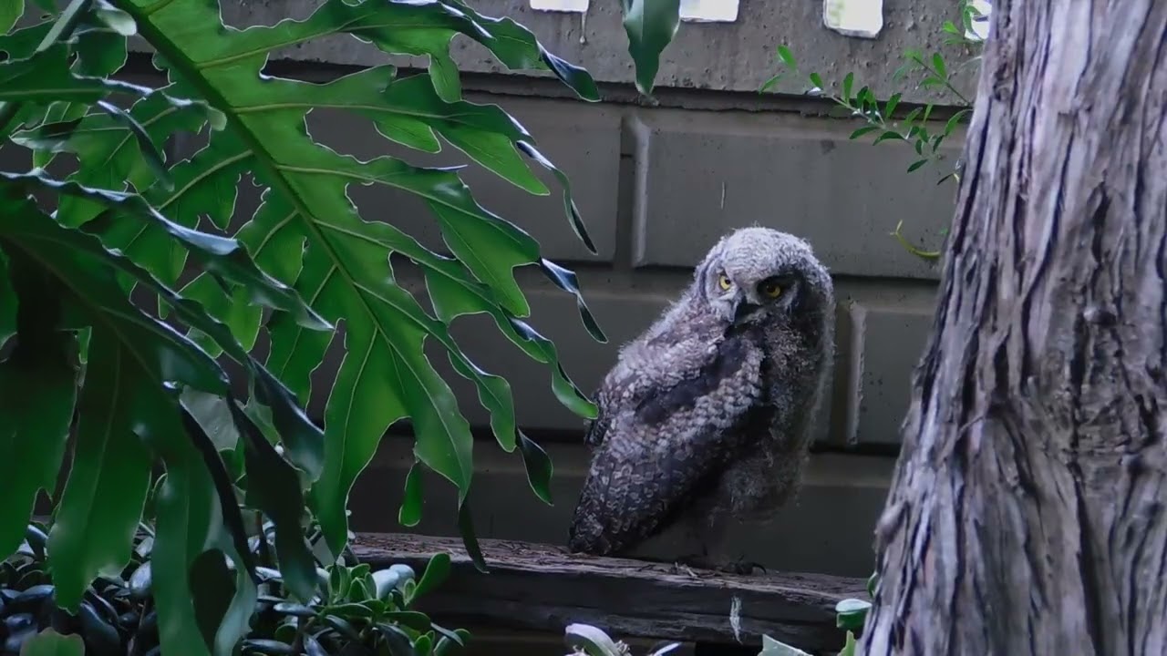 Fledgling Feather Development  Fluff Fading, Adult Feathers Emerging