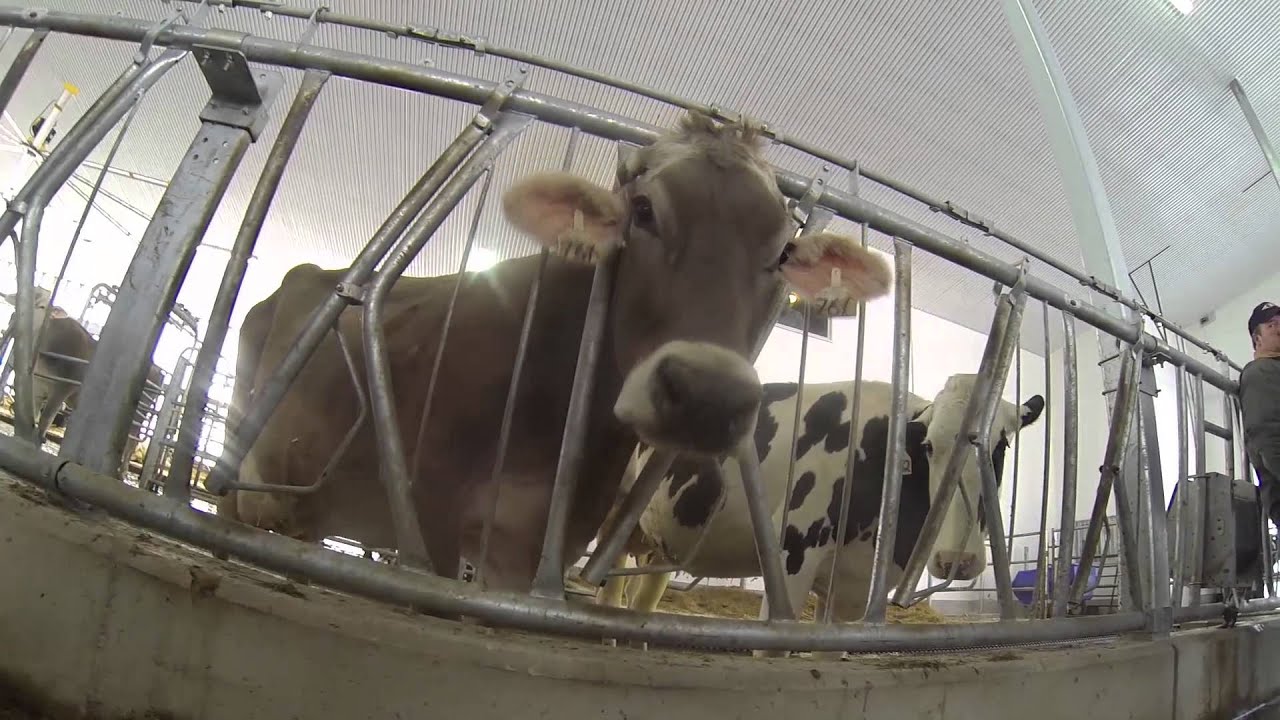 2015 Jan 30 The Hills farm