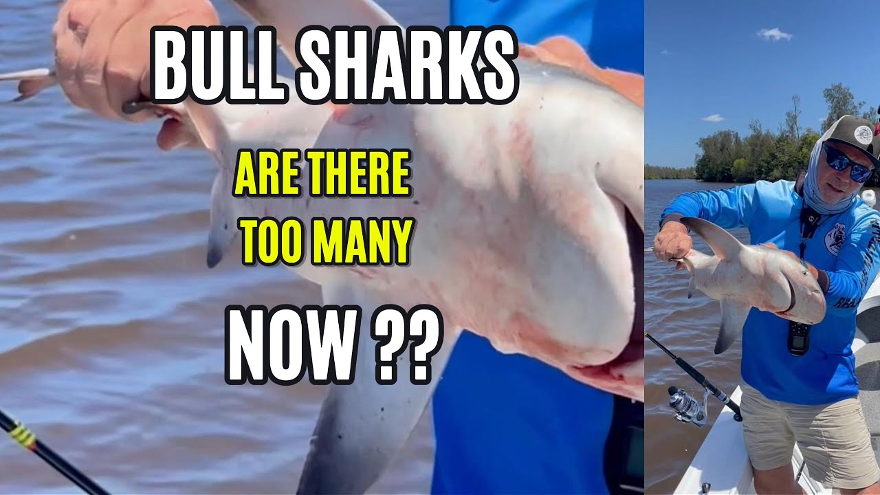 I Question a Shark Expert and cook up a surprise catch !!