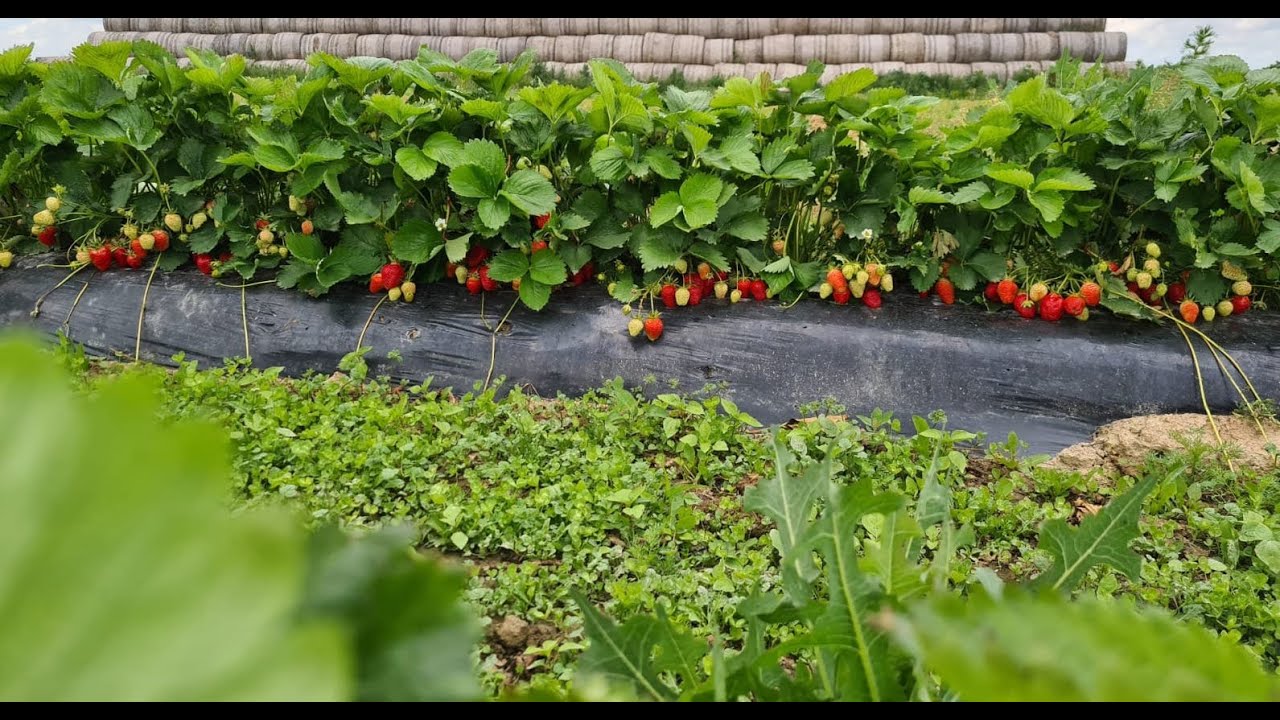 Care este secretul unei plantații reușite de căpșuni