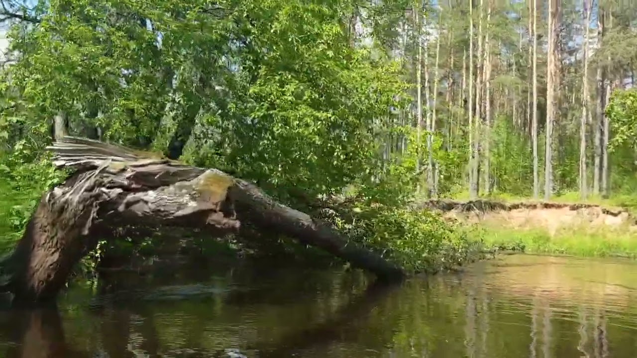 Plaukimas su baidarėm Ūla