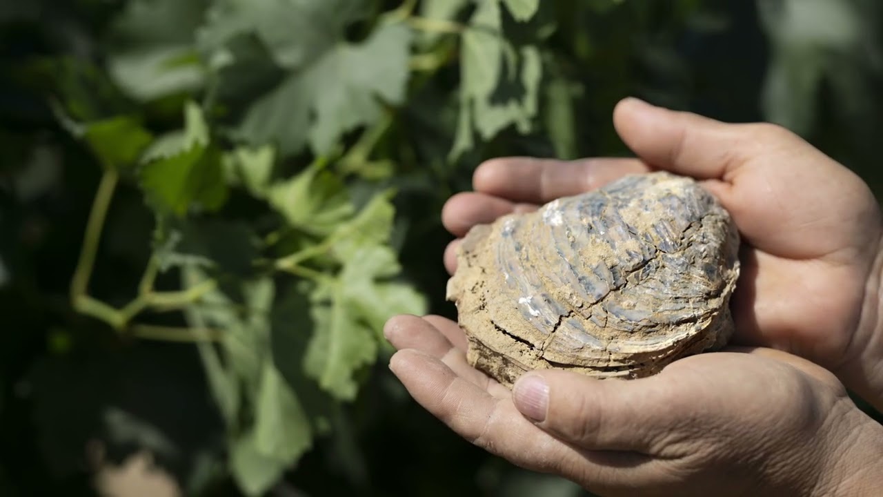 Marchesi Frescobaldi - Cultivating Toscana Diversity