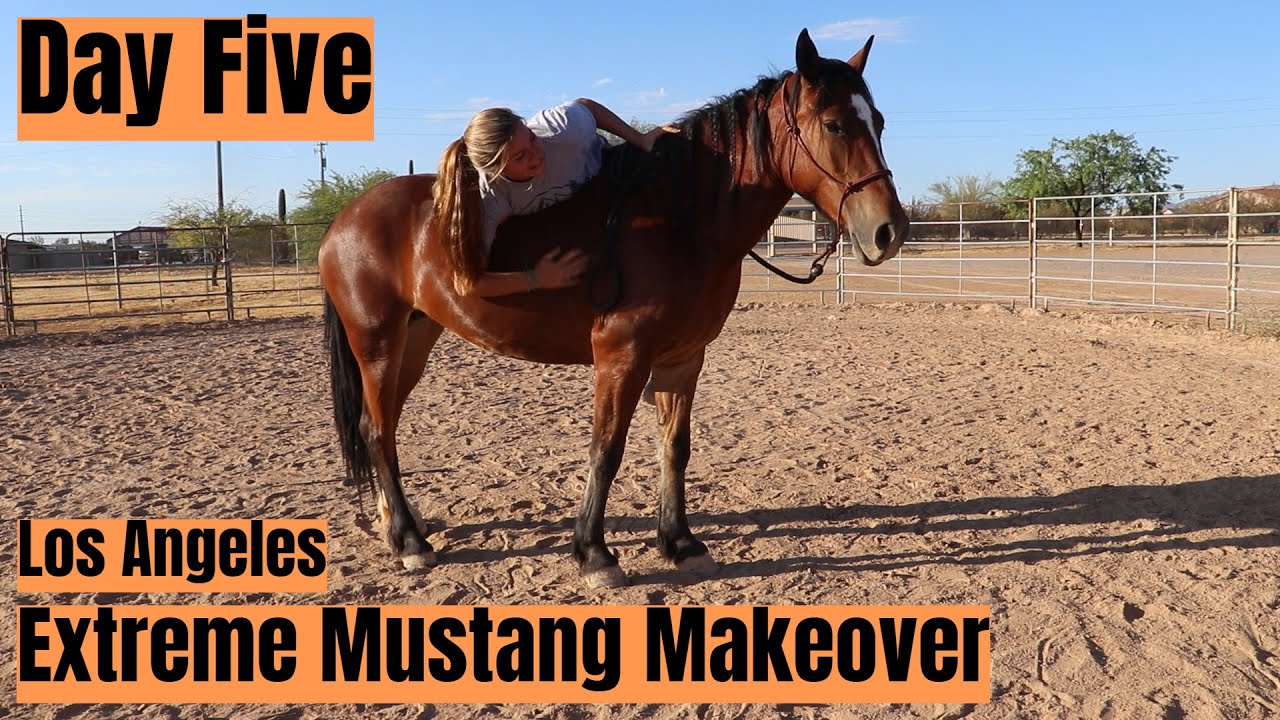 Day Five w/a Wild Mustang | Los Angeles Extreme Mustang Makeover
