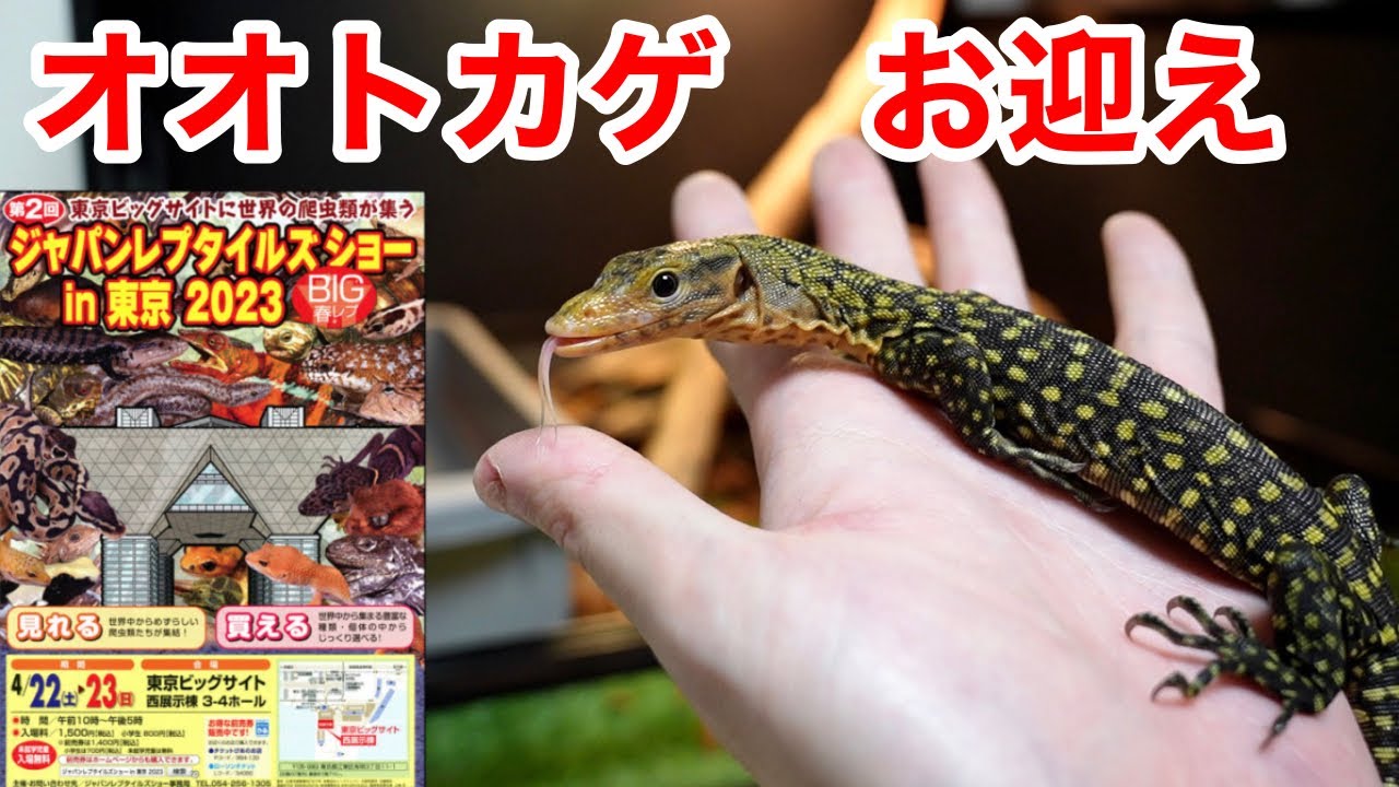 BIGレプにて黄色くてかわいいモニターをお迎えしちゃいました！