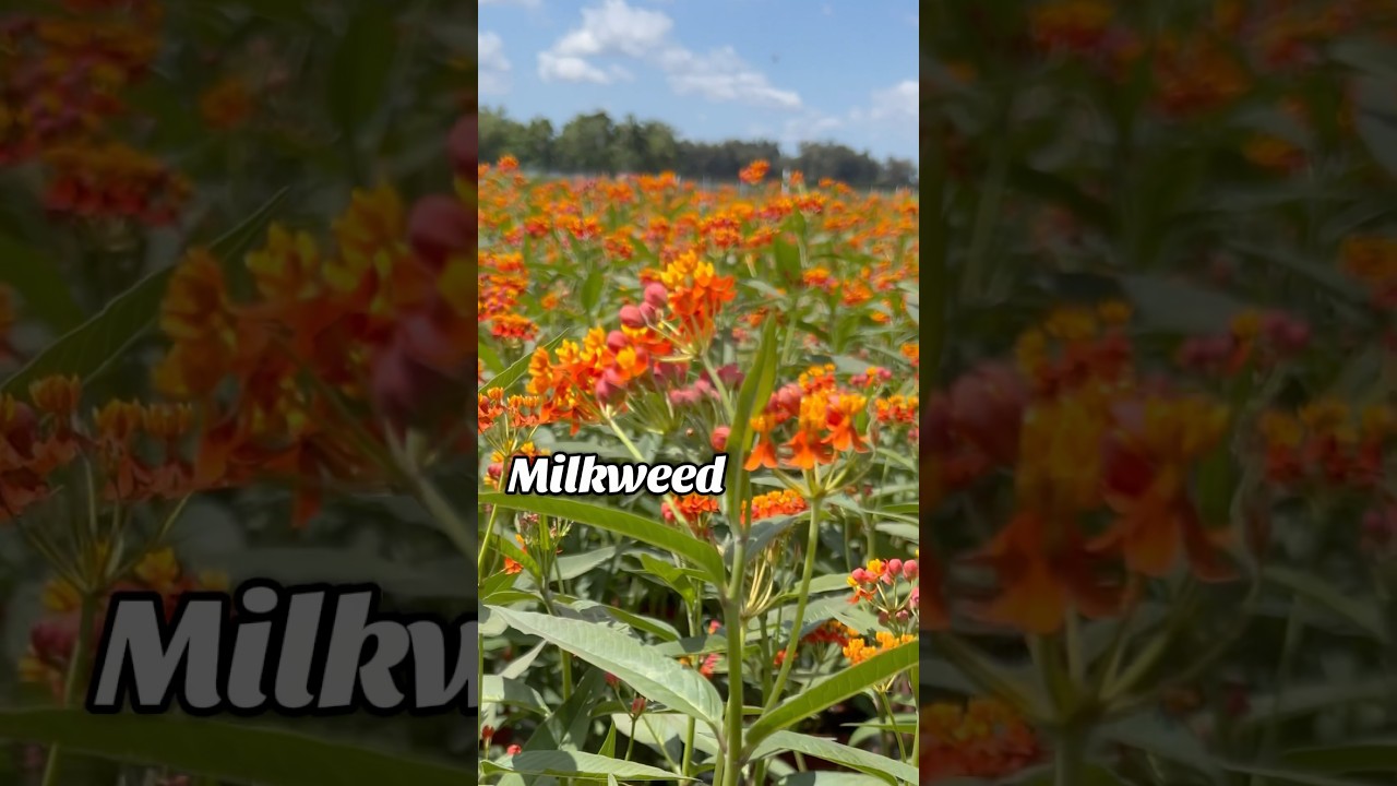 #Milkweed #plants produce beautiful blooms and attract #butterflies 🦋 #gardening #pollinatorgarden