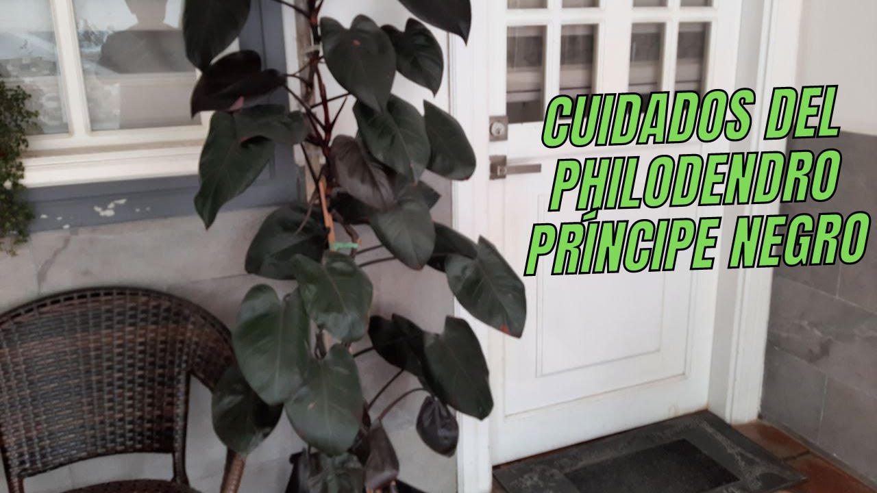 CUIDADOS DEL PHILODENDRO PRÍNCIPE NEGRO