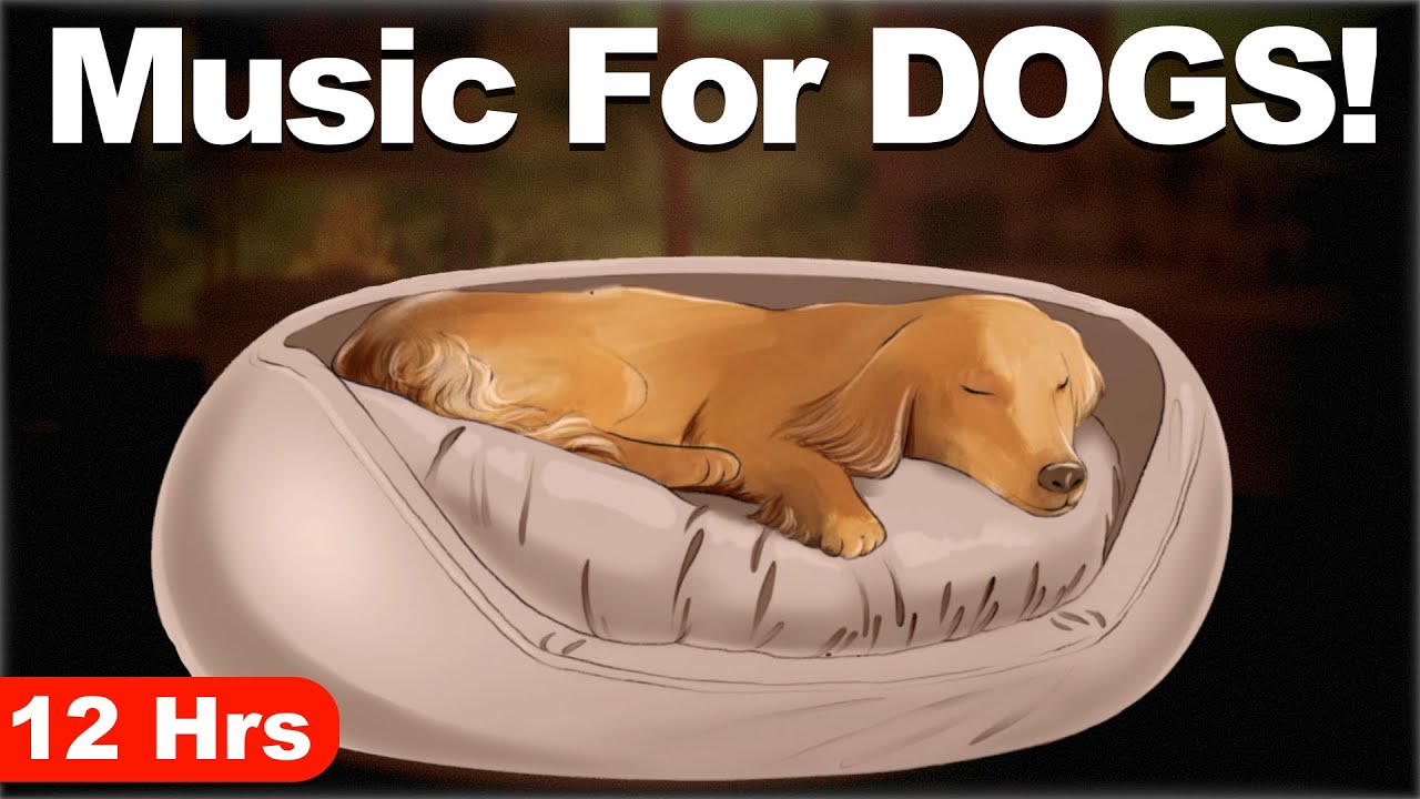 Music For Dogs To Sleep While You're Away