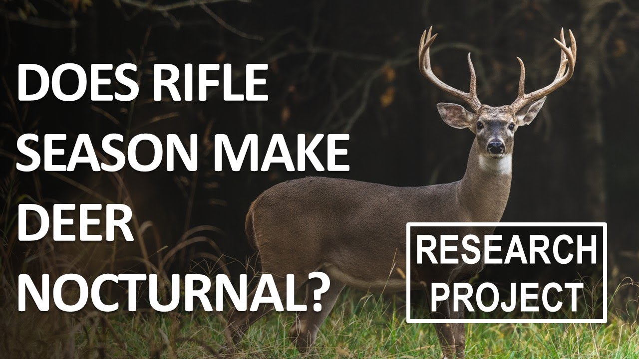Does Rifle Season Make Deer Nocturnal?