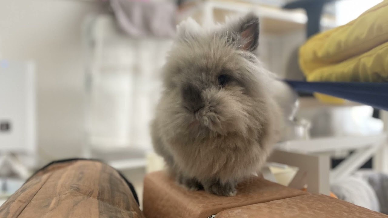 Dontlookatmyface - Something Doubtful