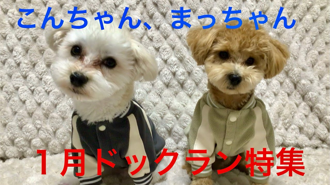こんちゃん、まっちゃん(１月ドックラン特集)2026年2月5日#マルジャック #マルプー#ドックラン #道の駅ドックラン#舎人公園ドックラン#篠崎ドックラン